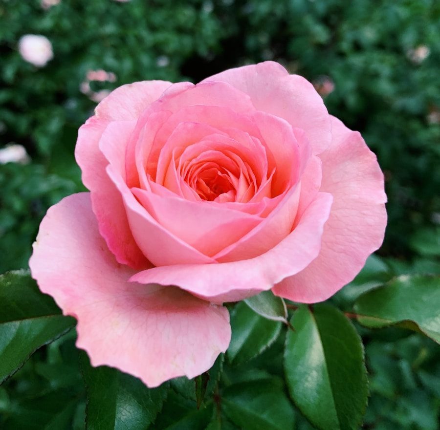 pink flower in bloom